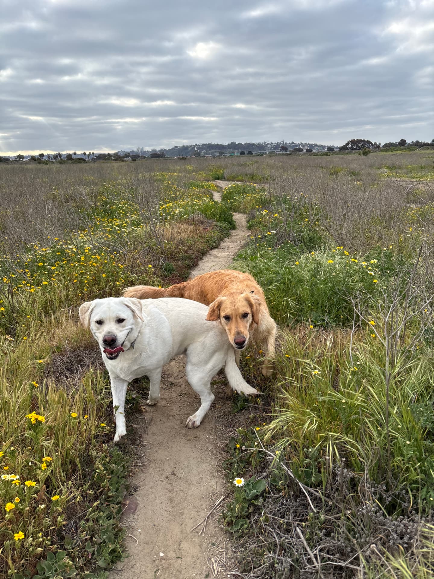 Two dogs on a wildflower-lined trail in San Diego