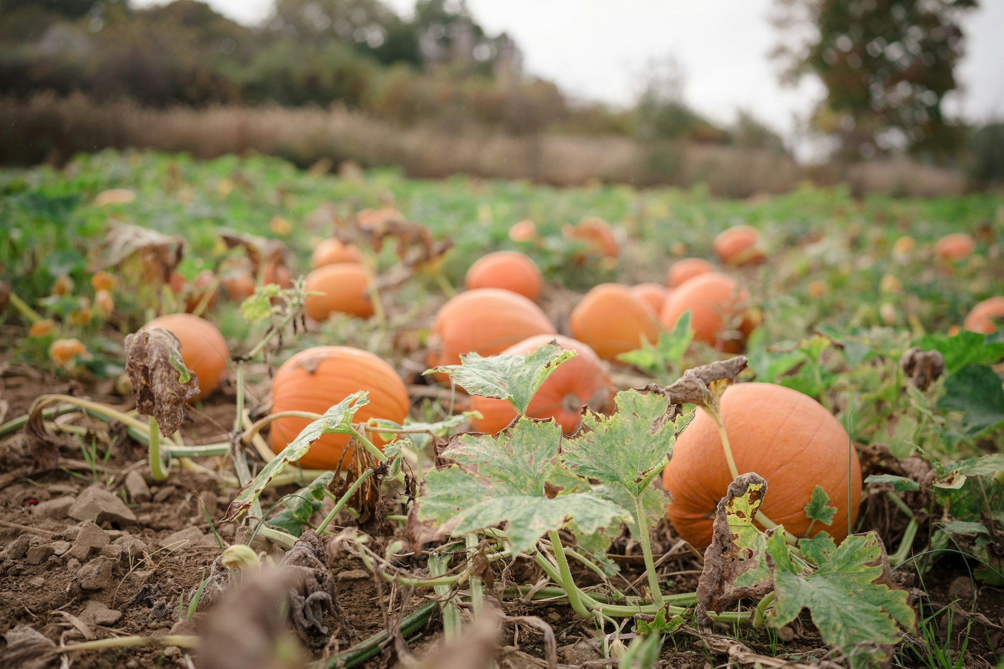 Pumpkins growing in a sunny field ready for fall visitors